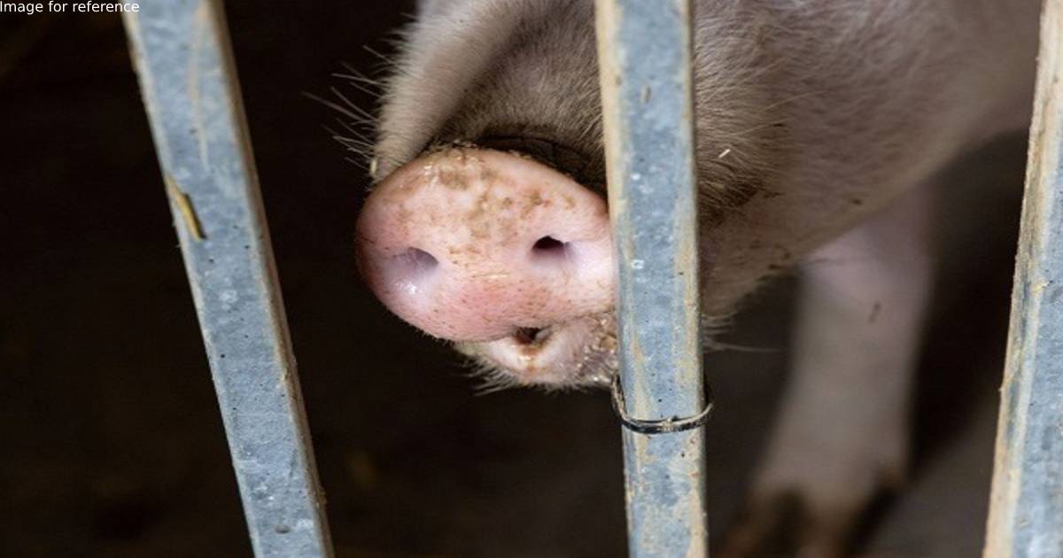 African Swine Fever reported in farm of Kerala's Wayanad district